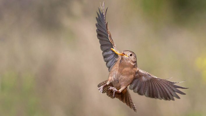 taller-intensivo-para-observadores-de-aves_53337-708x400